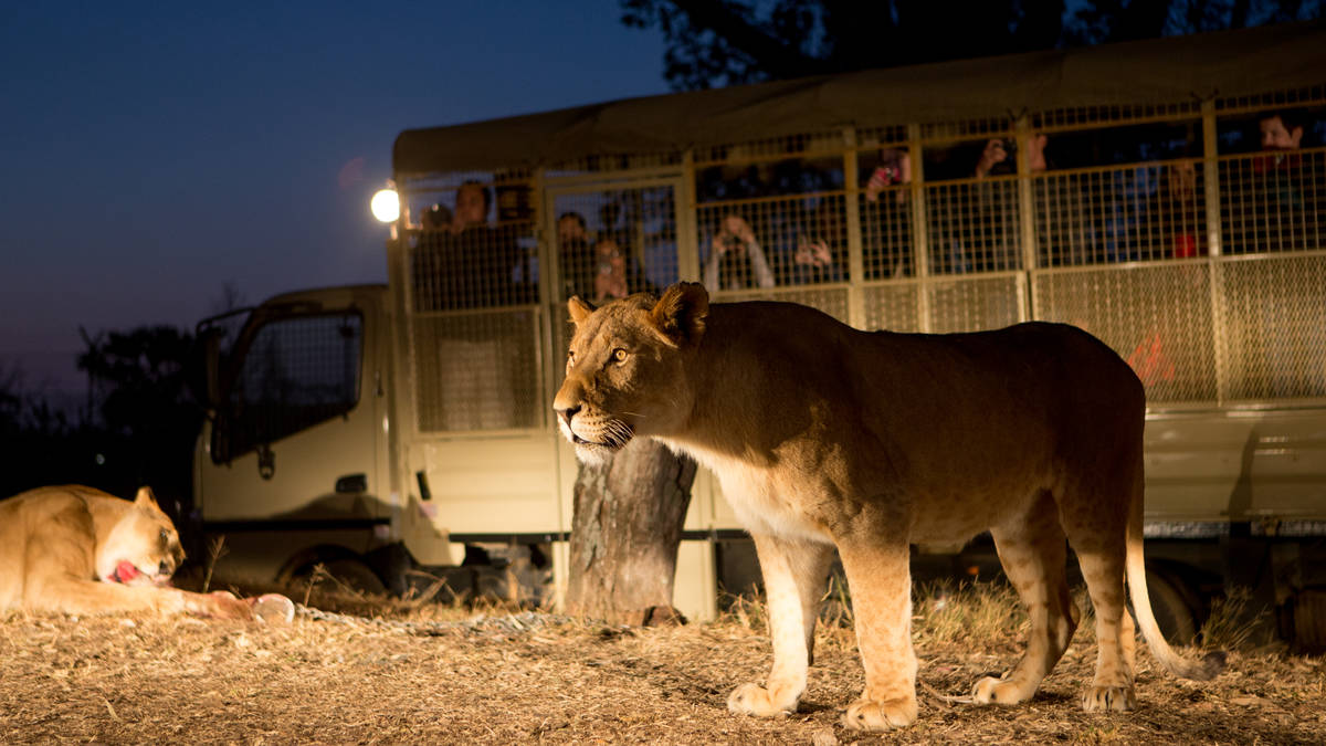 2 Hours mini Safari Tour with additional Lion feeding