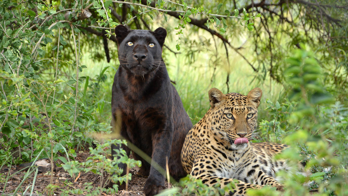2 hour guided game drive with predators in Broederstroom