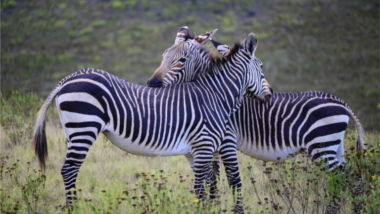 3-day-garden-route-tour-south-africa-1-2