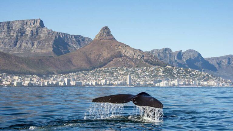 African-Eagle-Cape-Town-South-Africa-marine-tour-3-3