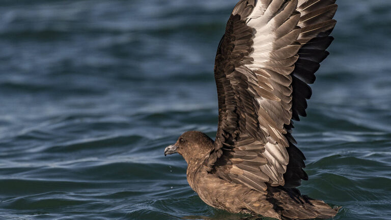 African-Eagle-Cape-Town-South-Africa-marine-tour-5-3