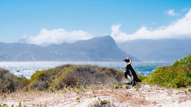 African-Eagle-Cape-Town-South-Africa-winelands-1