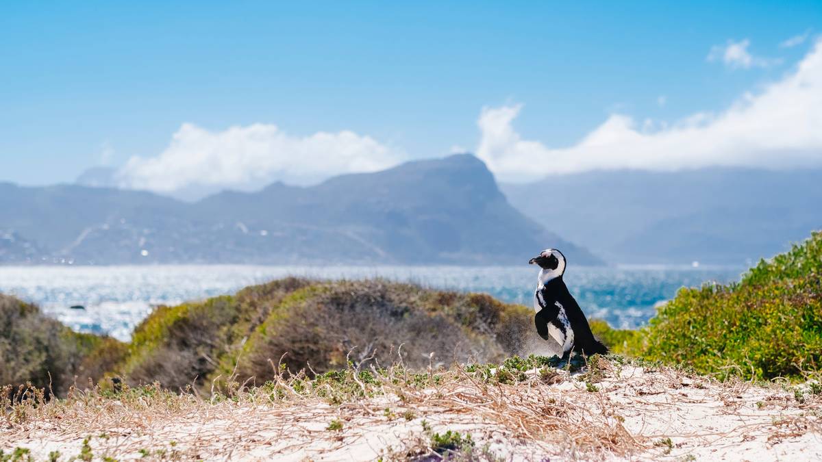 Cape Point & Winelands – 2 in 1 Tour