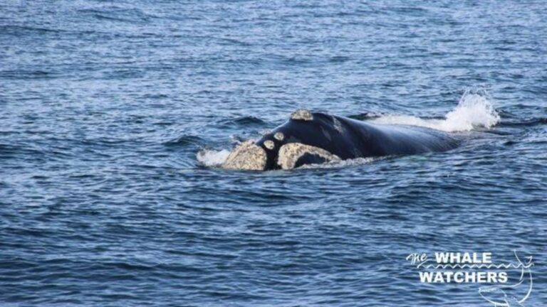 hermanus-whale-watchers-whale-watching-in-hermanus-cape-town-south-africa-jpg-1-2