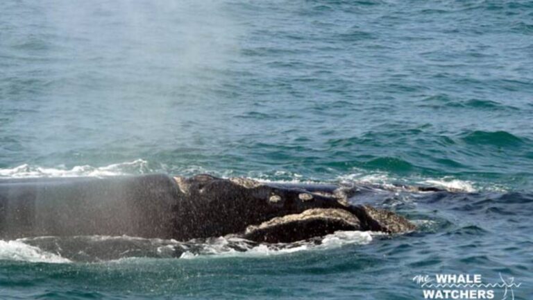 hermanus-whale-watchers-whale-watching-in-hermanus-cape-town-south-africa-jpg-2-2