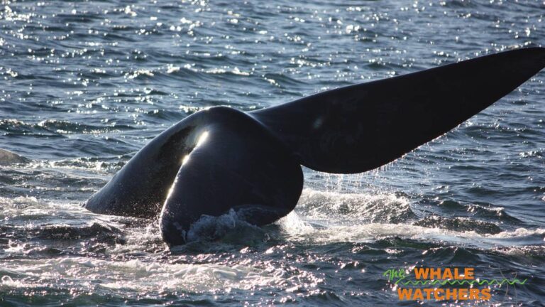 hermanus-whale-watchers-whale-watching-in-hermanus-cape-town-south-africa-jpg-3