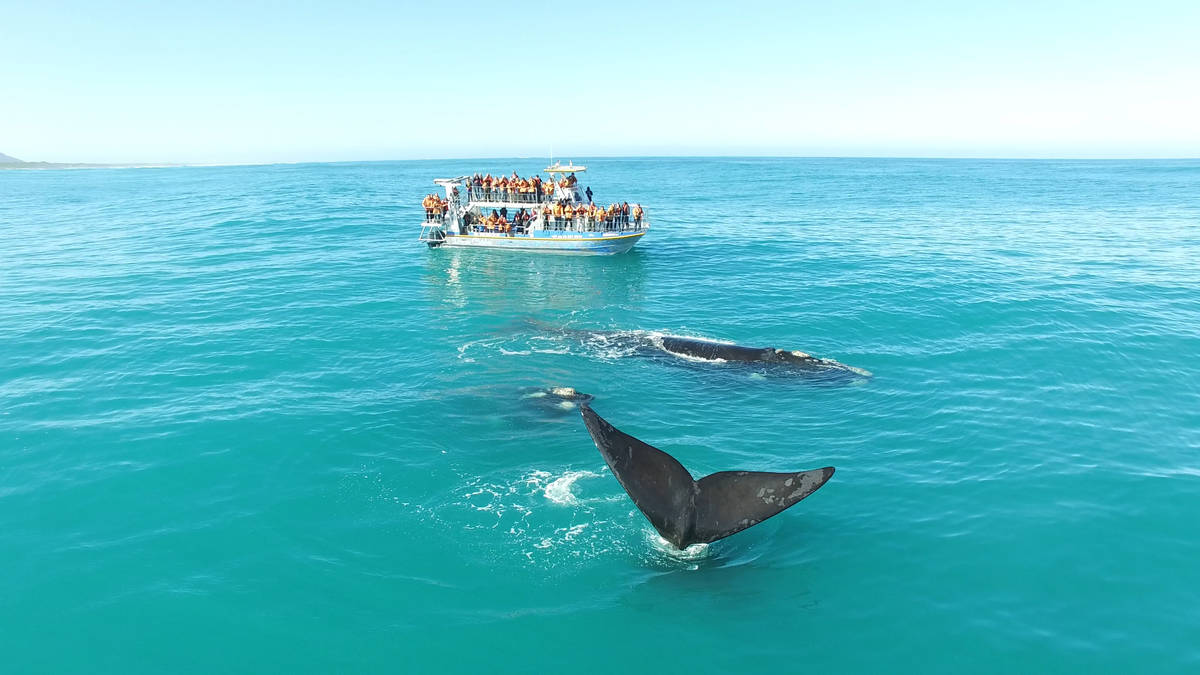 Marine Big 5 Tour in Gansbaai (with return transport to Cape Town)