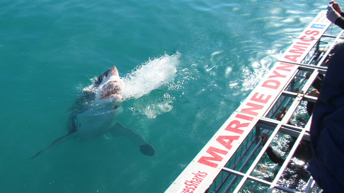 Shark Cage Diving in Gansbaai (Discount for South Africans & Self Drive)