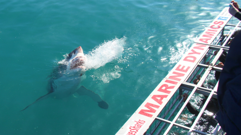 marine-dynamics-gansbaai-south-africa-shark-cage-diving-1-3