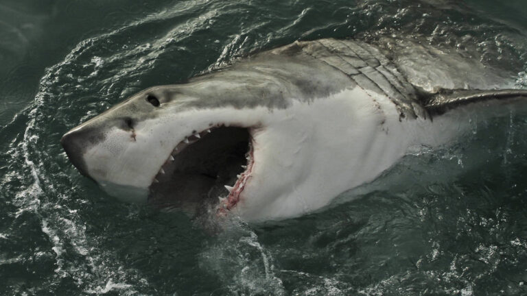 marine-dynamics-gansbaai-south-africa-shark-cage-diving-2-3