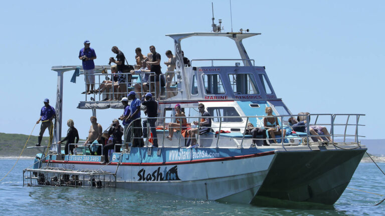 marine-dynamics-gansbaai-south-africa-shark-cage-diving-3-3
