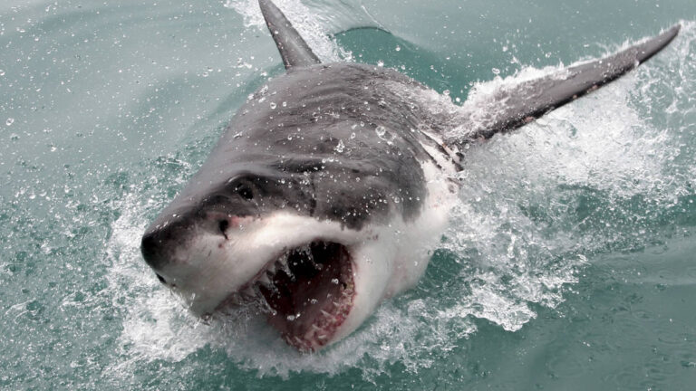 marine-dynamics-gansbaai-south-africa-shark-cage-diving-4-3