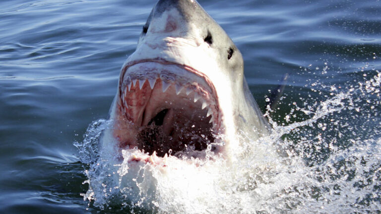 marine-dynamics-gansbaai-south-africa-shark-cage-diving-5-3