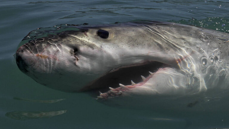 marine-dynamics-gansbaai-south-africa-shark-cage-diving-6-3