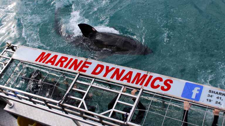 marine-dynamics-gansbaai-south-africa-shark-cage-diving-7-3