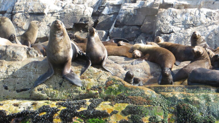 Offshore-Adventures-Seal-Viewing-in-Plettenberg-Bay-Garden-route-South-Africa-1