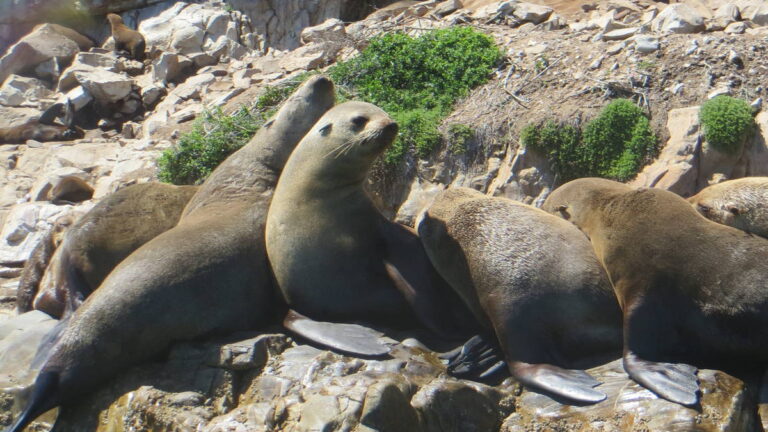 Offshore-Adventures-Seal-Viewing-in-Plettenberg-Bay-Garden-route-South-Africa