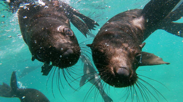 Offshore-Adventures-Seal-Viewing-in-Plettenberg-Bay-Garden-route-South-Africa3
