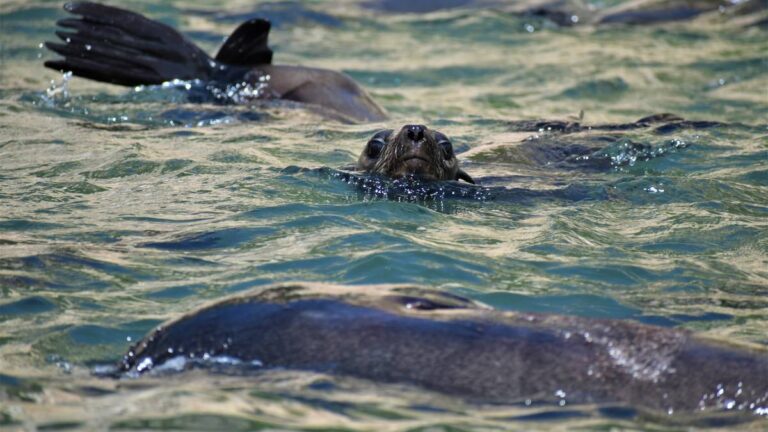 Offshore-Adventures-Seal-Viewing-in-Plettenberg-Bay-Garden-route-South-Africa4
