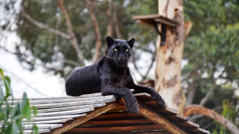Panthera-Africa-Garden-Route-Educational-Visit-1