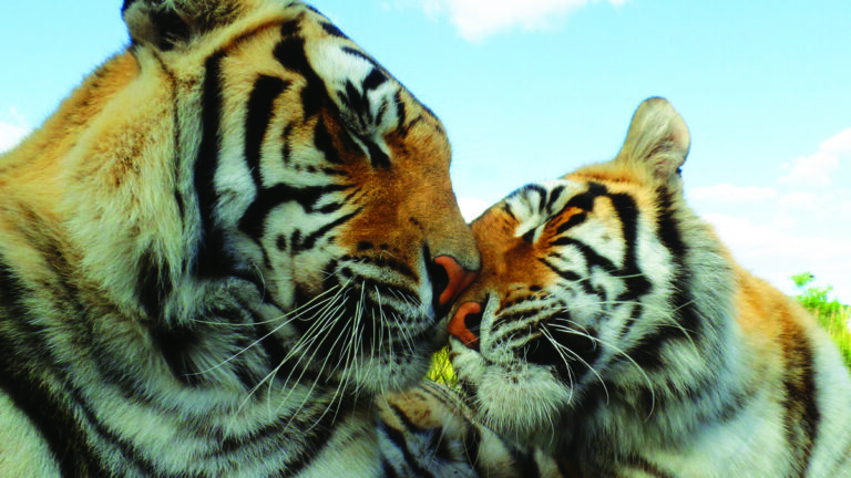 Panthera-Africa-Garden-Route-Educational-Visit-2