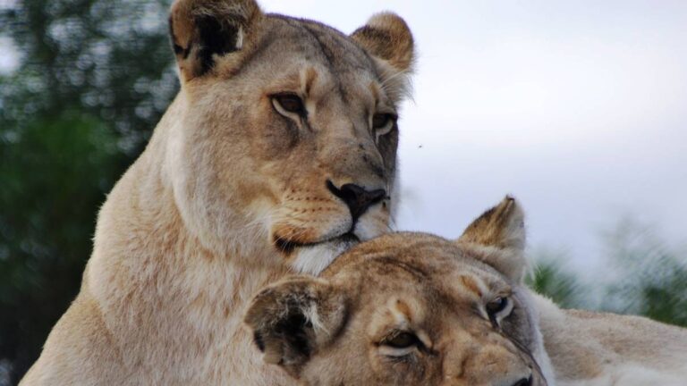 Panthera-Africa-Garden-Route-Educational-Visit-3