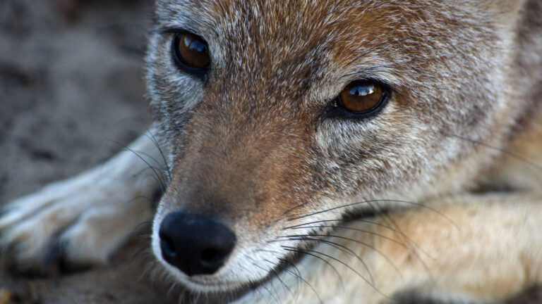 Panthera-Africa-Garden-Route-Educational-Visit-4jpg