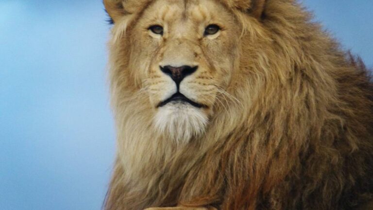 Panthera-Africa-Garden-Route-Educational-Visit-5