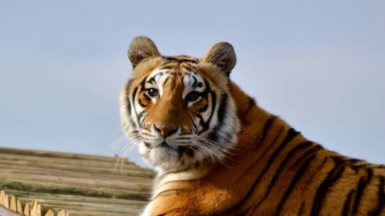 Panthera-Africa-Garden-Route-Educational-Visit-6jpg