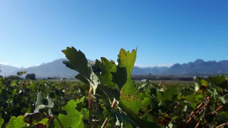 private-vehicleguide-to-explore-the-winelands-1-2