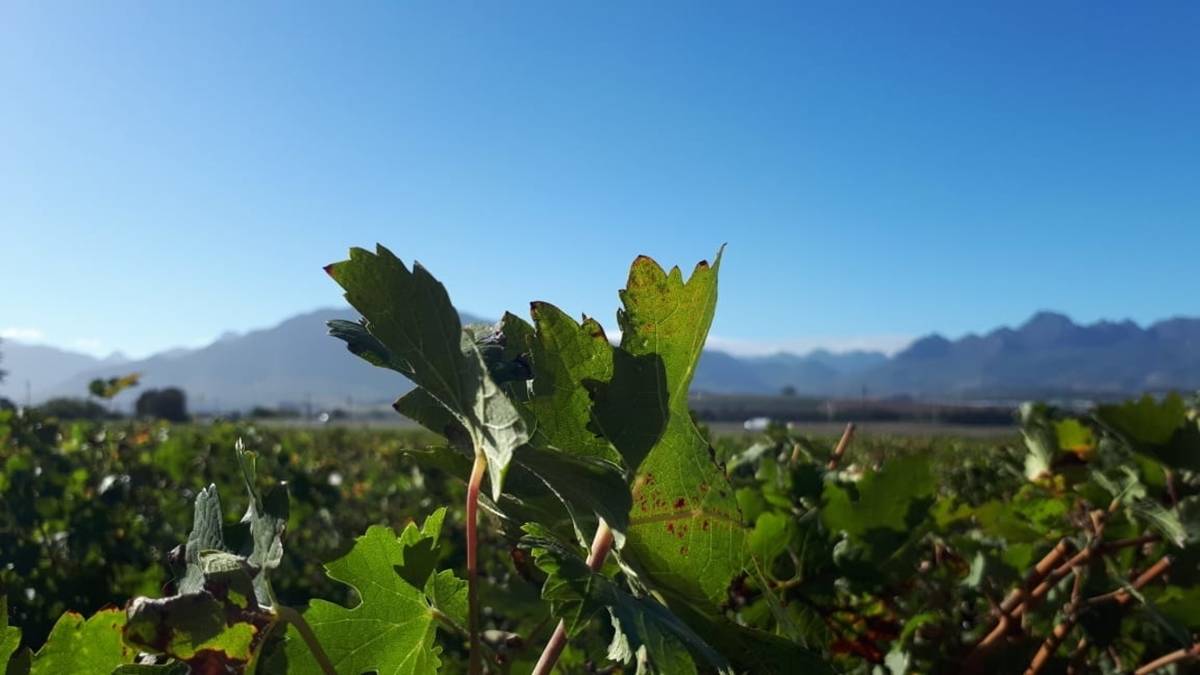 Private vehicle+guide to explore the Winelands