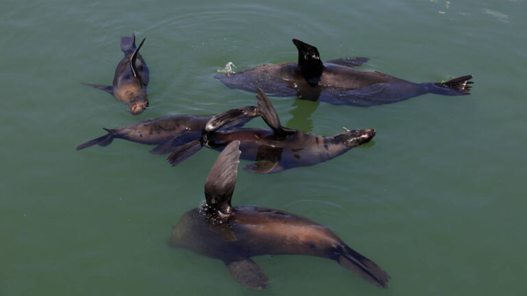Wild-Horizons-Waterfront-Adventures-Harbour-Cruise-Waterfront-Cape-Town-South-Africa-5