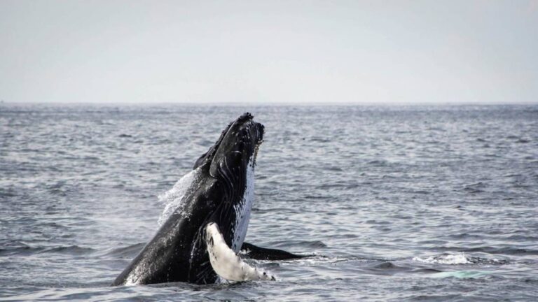 hermanus-whale-watching-african-eagle-cape-town-south-africa-1