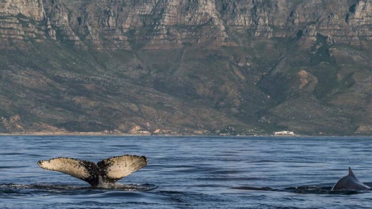 hermanus-whale-watching-african-eagle-cape-town-south-africa-2