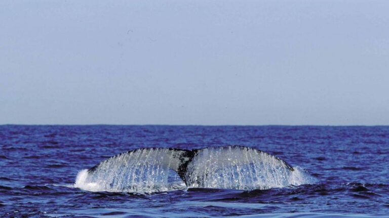 hermanus-whale-watching-african-eagle-cape-town-south-africa-3