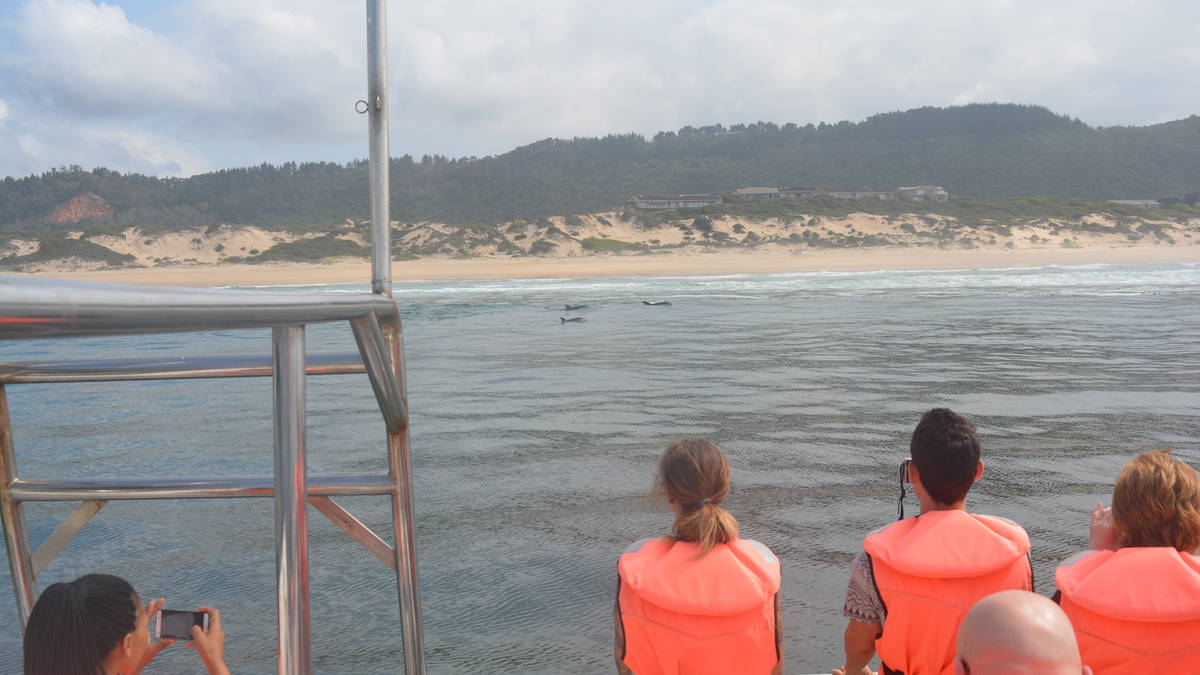 Whale and Dolphin watching tour in Plettenberg Bay